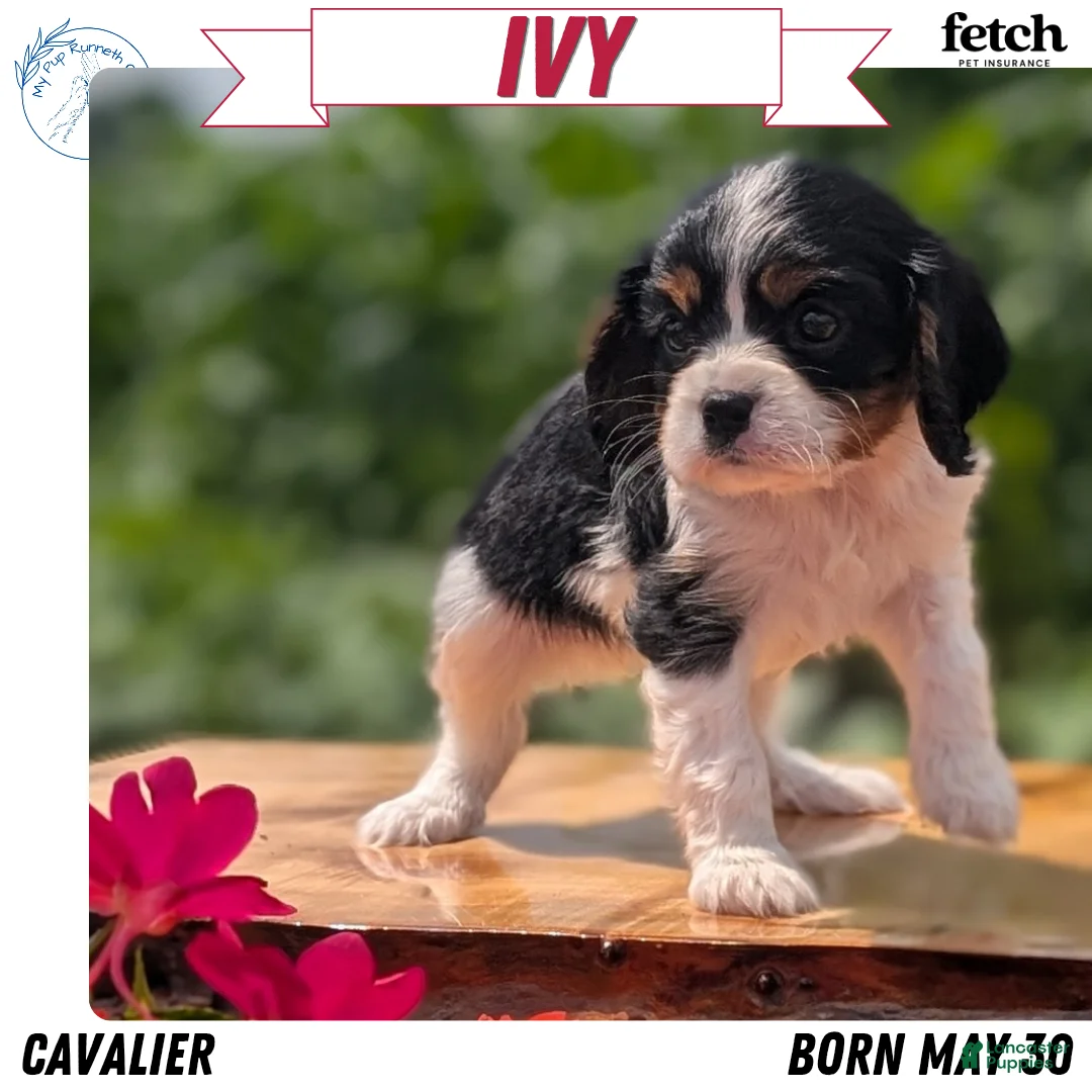Cavalier King Charles Spaniel dogs for sale: Ivy - Ad 1