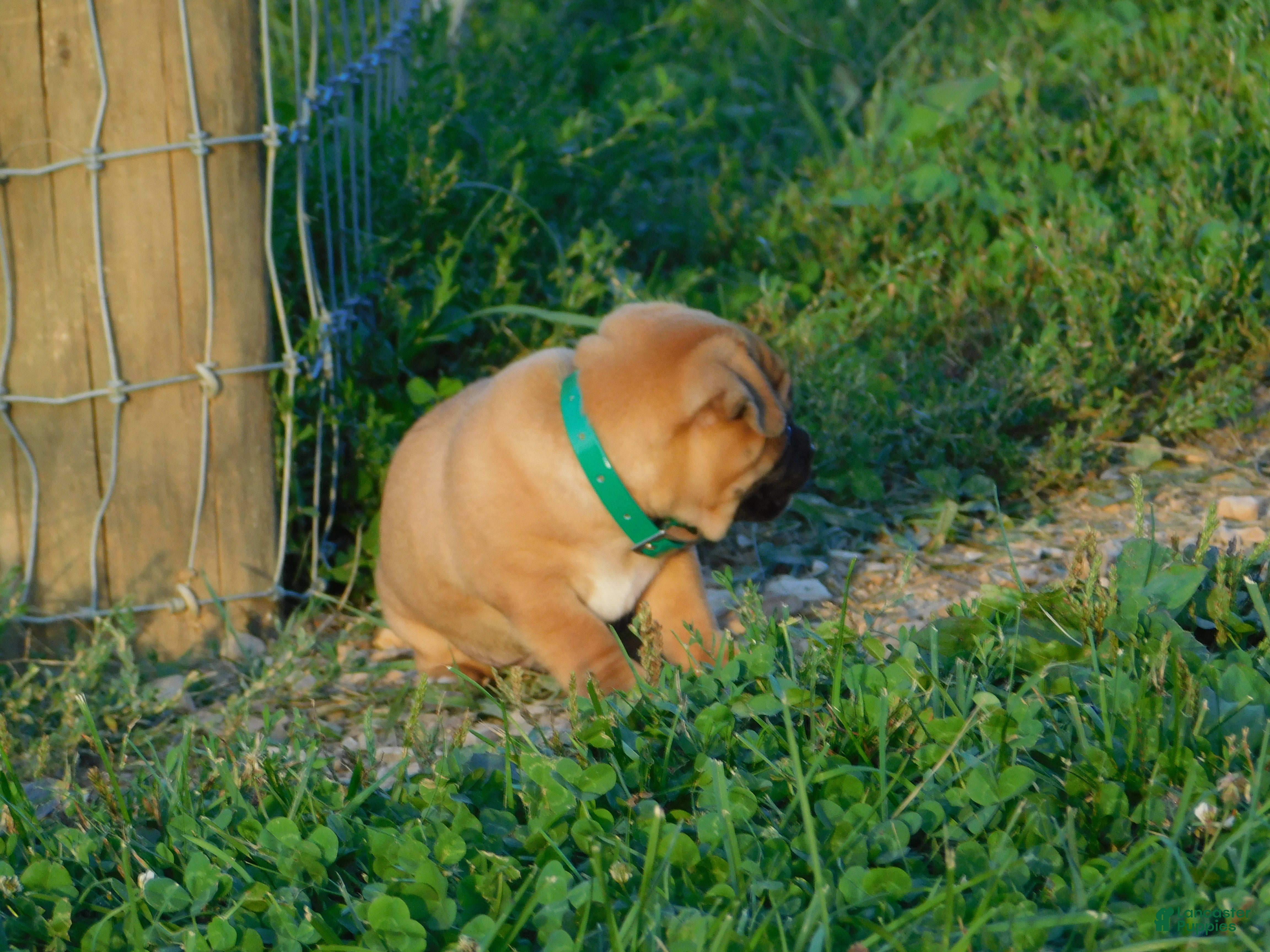 Jug dogs Gus - Ad 2