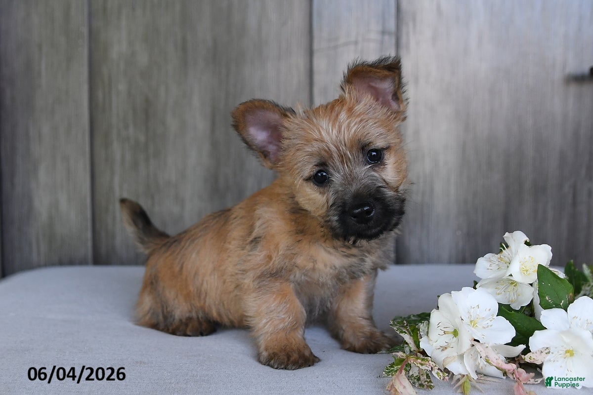 Cairn Terrier dogs for sale: Julliette - Ad 5