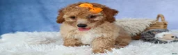 Miniature Poodle dogs for sale: WAYNE - Ad 18