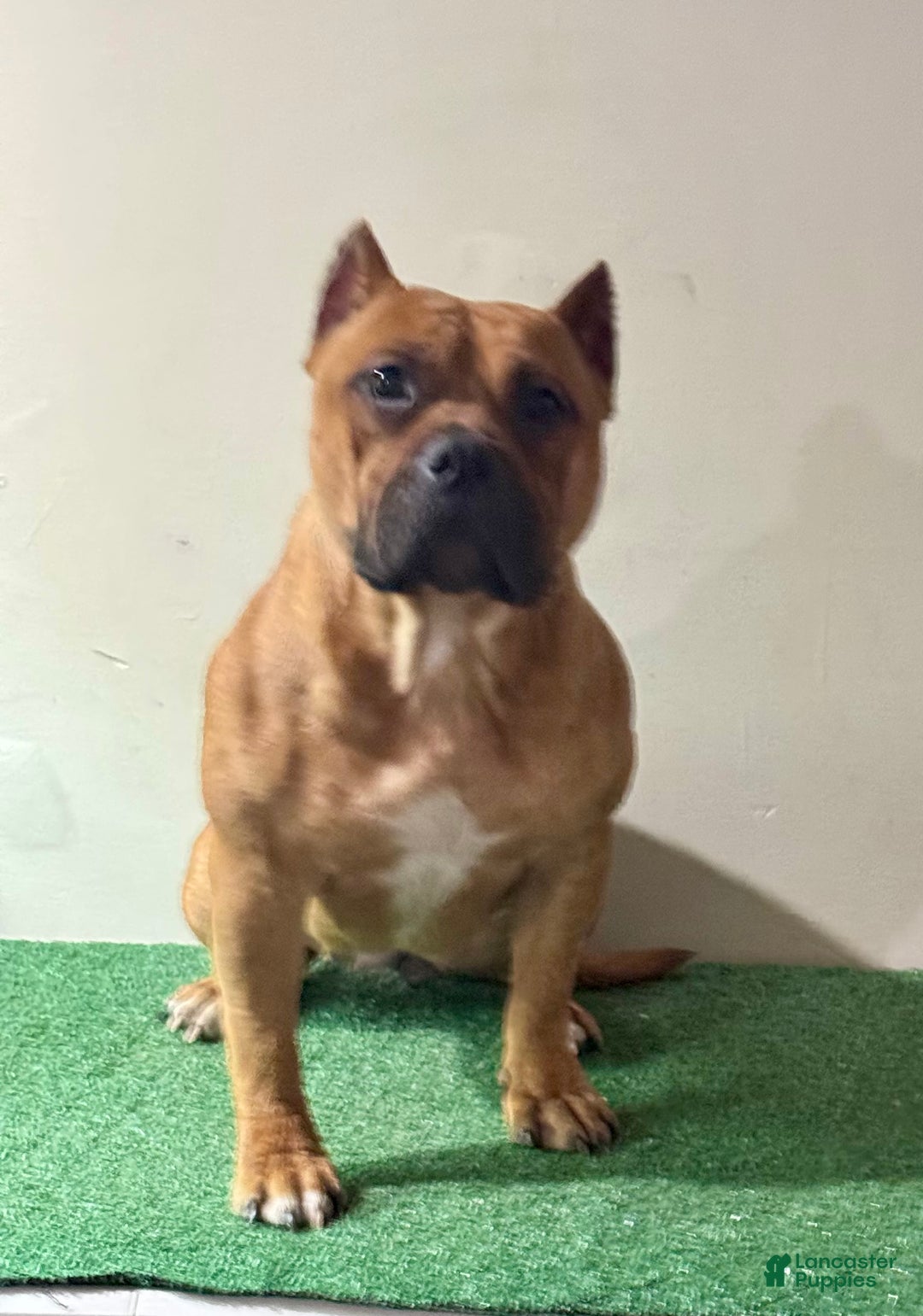 American Bully dogs for sale: American Bully  - Ad 6