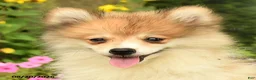 Pomeranian dogs for sale: Ronnie - Ad 3