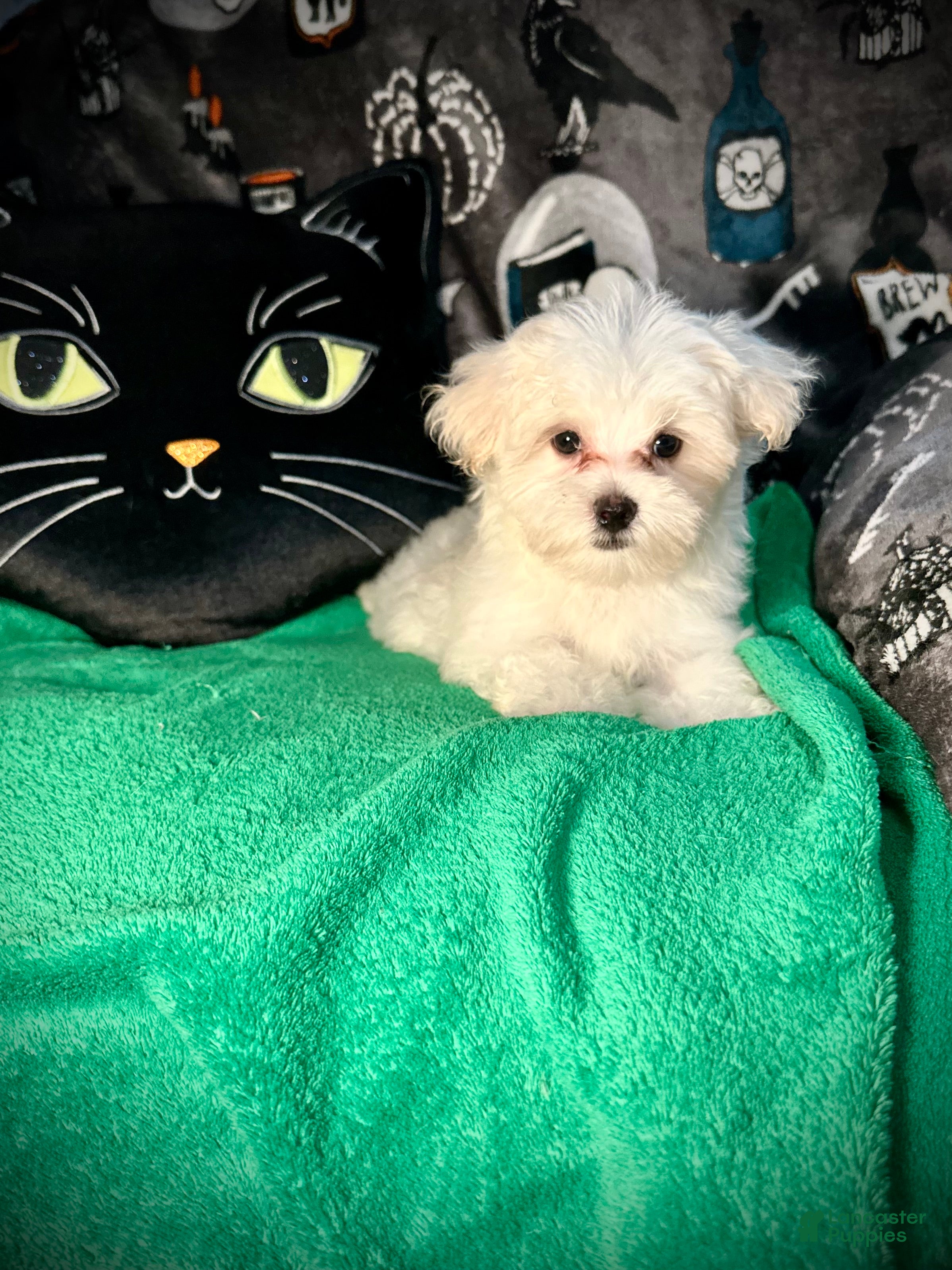 Maltese Puppies for sale in North Carolina Lancaster Puppies