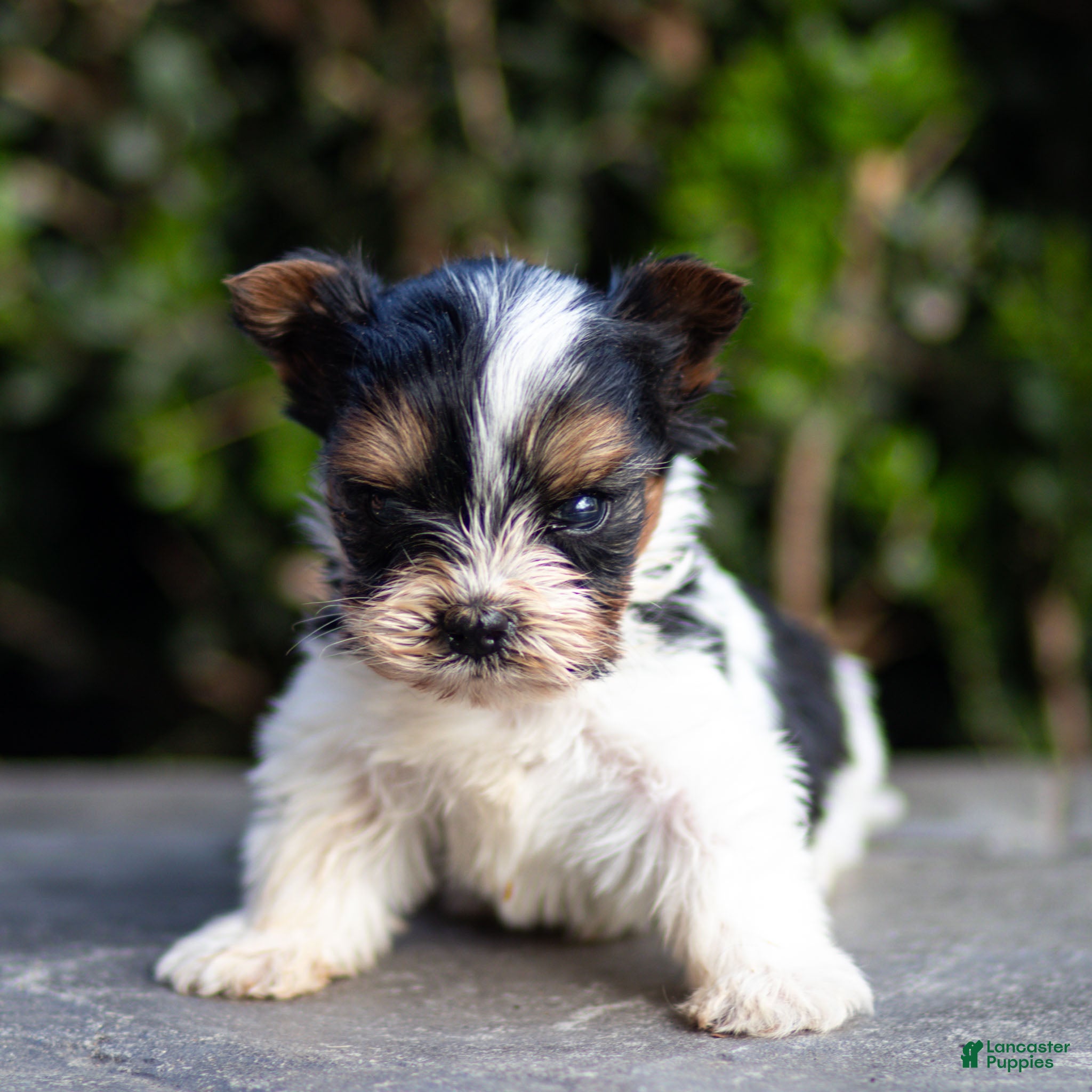 Biewer Terrier dogs Joey Biewer Terrier Puppy  - Ad 1