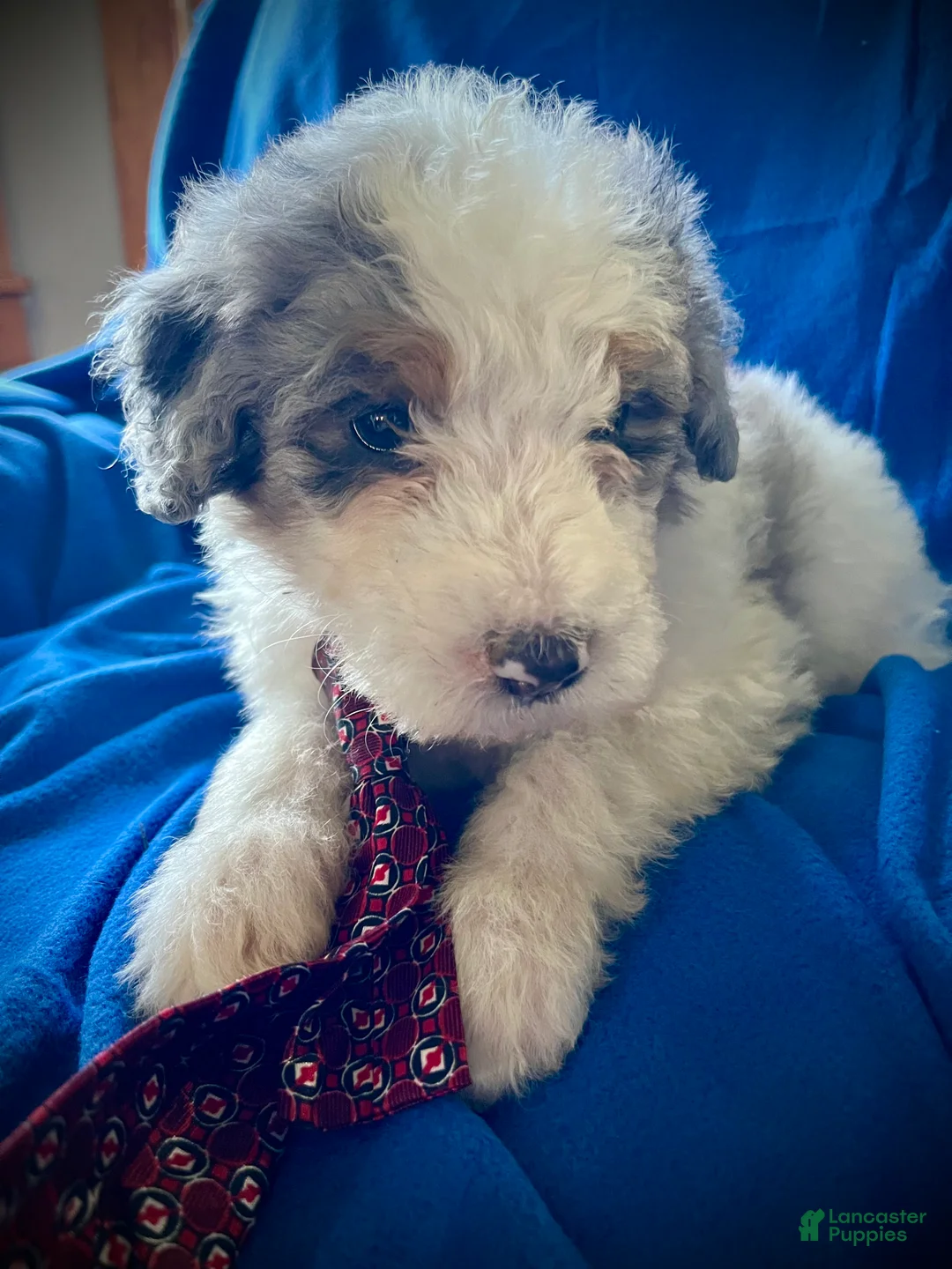 Sheepadoodle dogs for sale: Sheepadoodle Puppy 10 - Ad 2