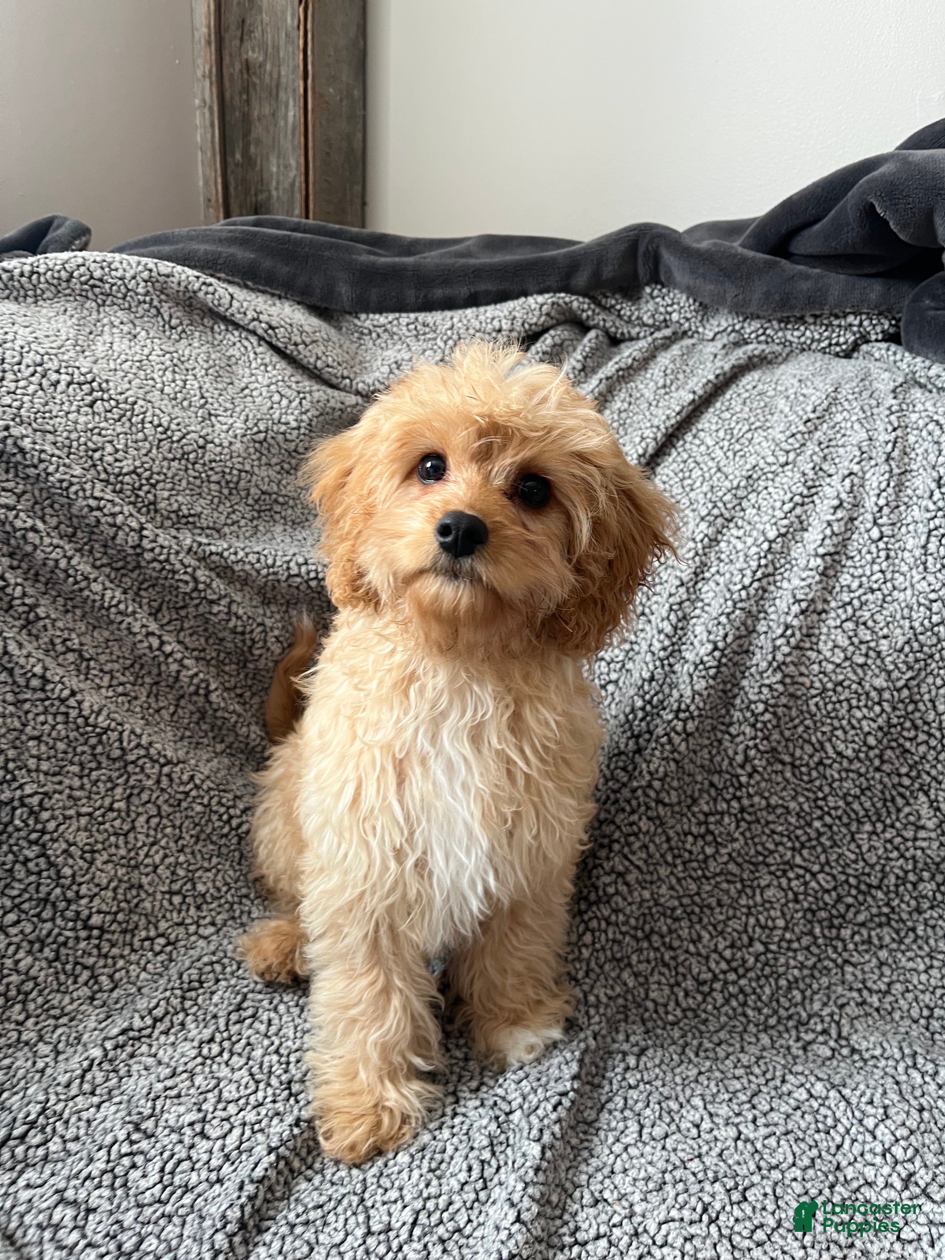 Cavapoo dogs Mason - Ad 3