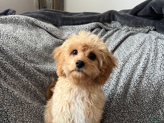 Cavapoo dogs Mason - Ad 20