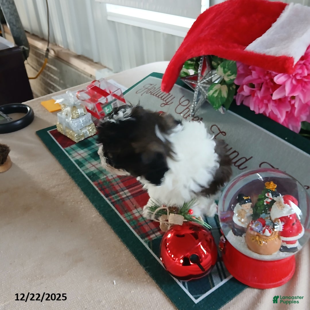 Miniature Poodle dogs for sale: Hunter - Ad 4