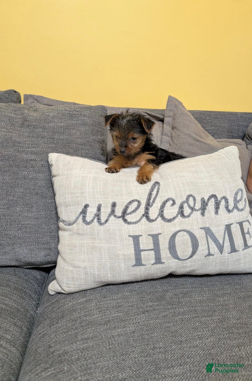 Yorkshire Terrier dogs Yorkshire Terrier Puppy 1 - Ad 39