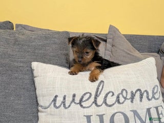 Yorkshire Terrier dogs Yorkshire Terrier Puppy 1 - Ad 39