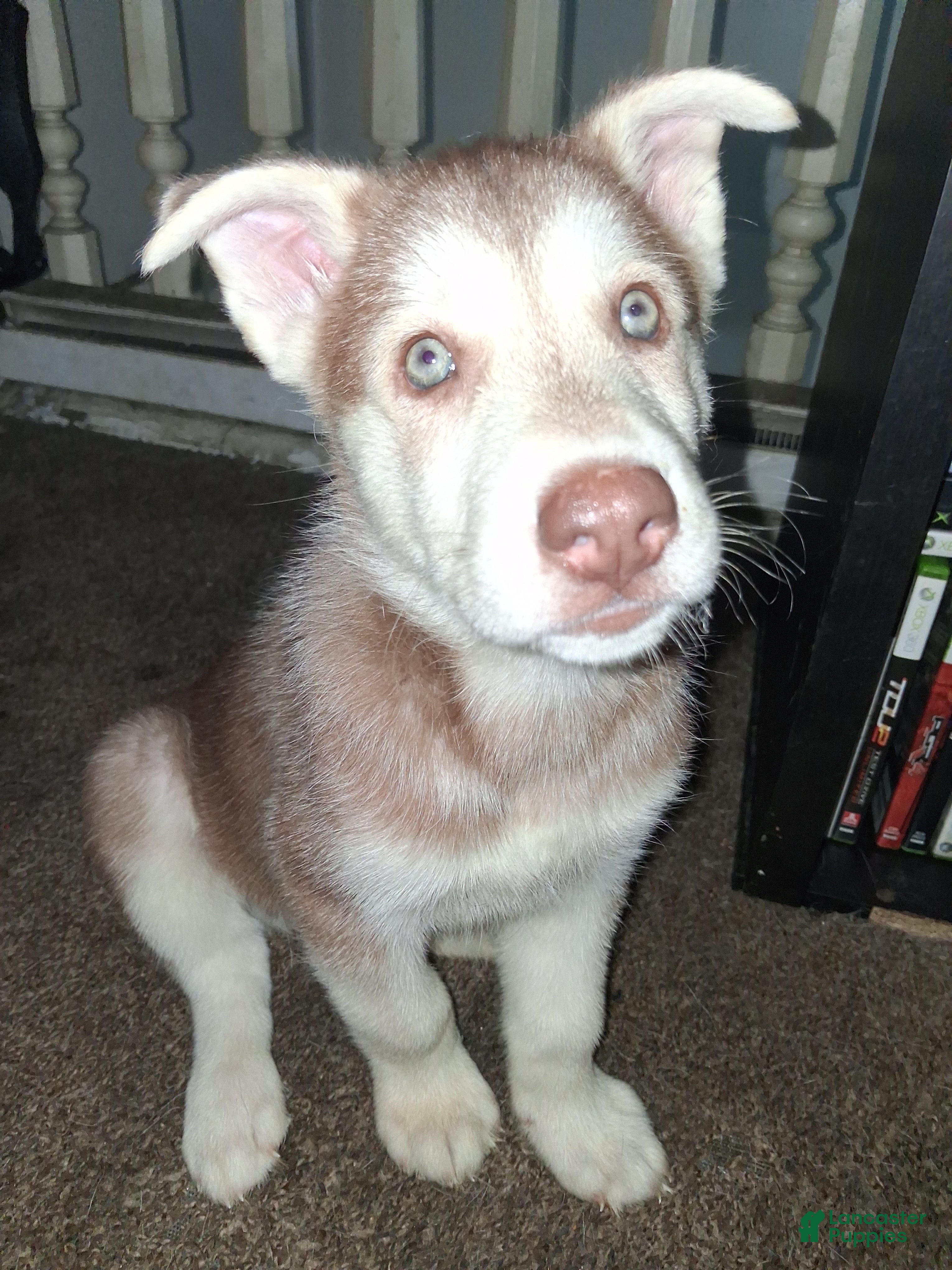 Gerberian Shepsky dogs Dash - Ad 14