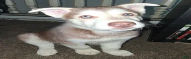 Dash