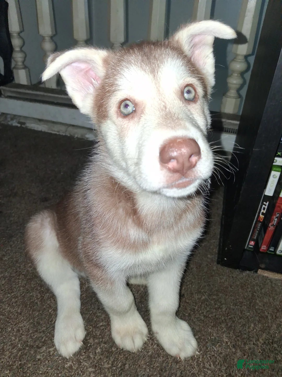 Gerberian Shepsky dogs for sale: Dash - Ad 1