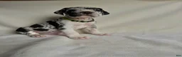 Great Dane dogs for sale: Leo- green  - Ad 2