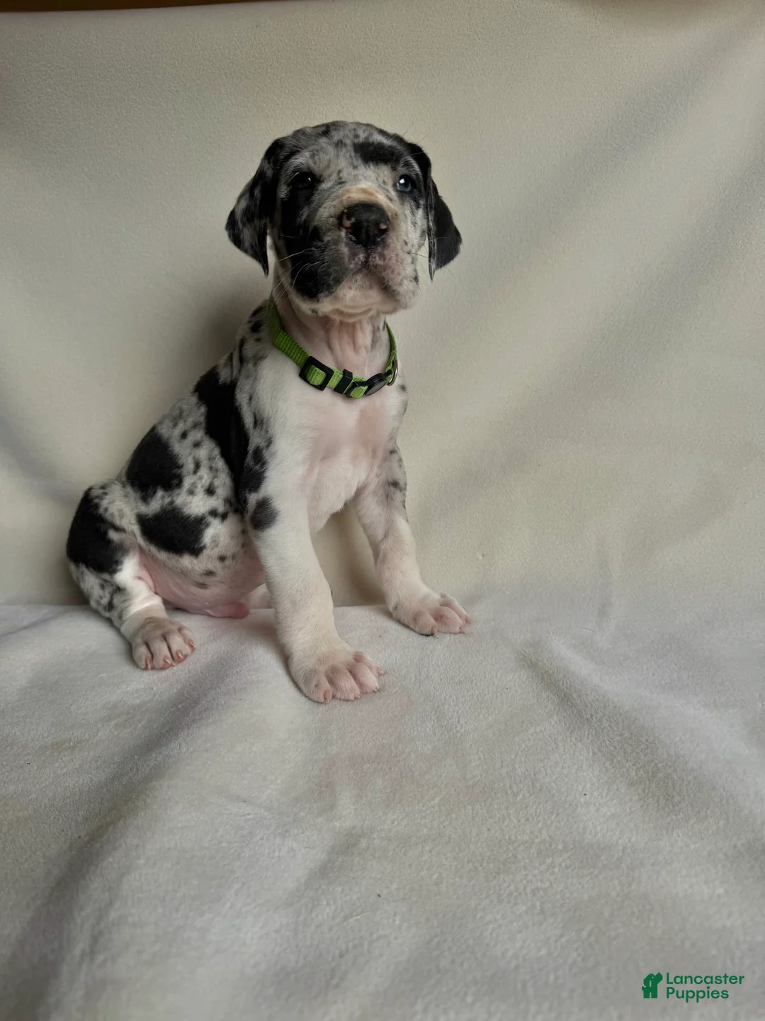 Great Dane dogs for sale: Leo- green  - Ad 2