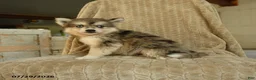 Pomsky dogs for sale: Zorro - Ad 2
