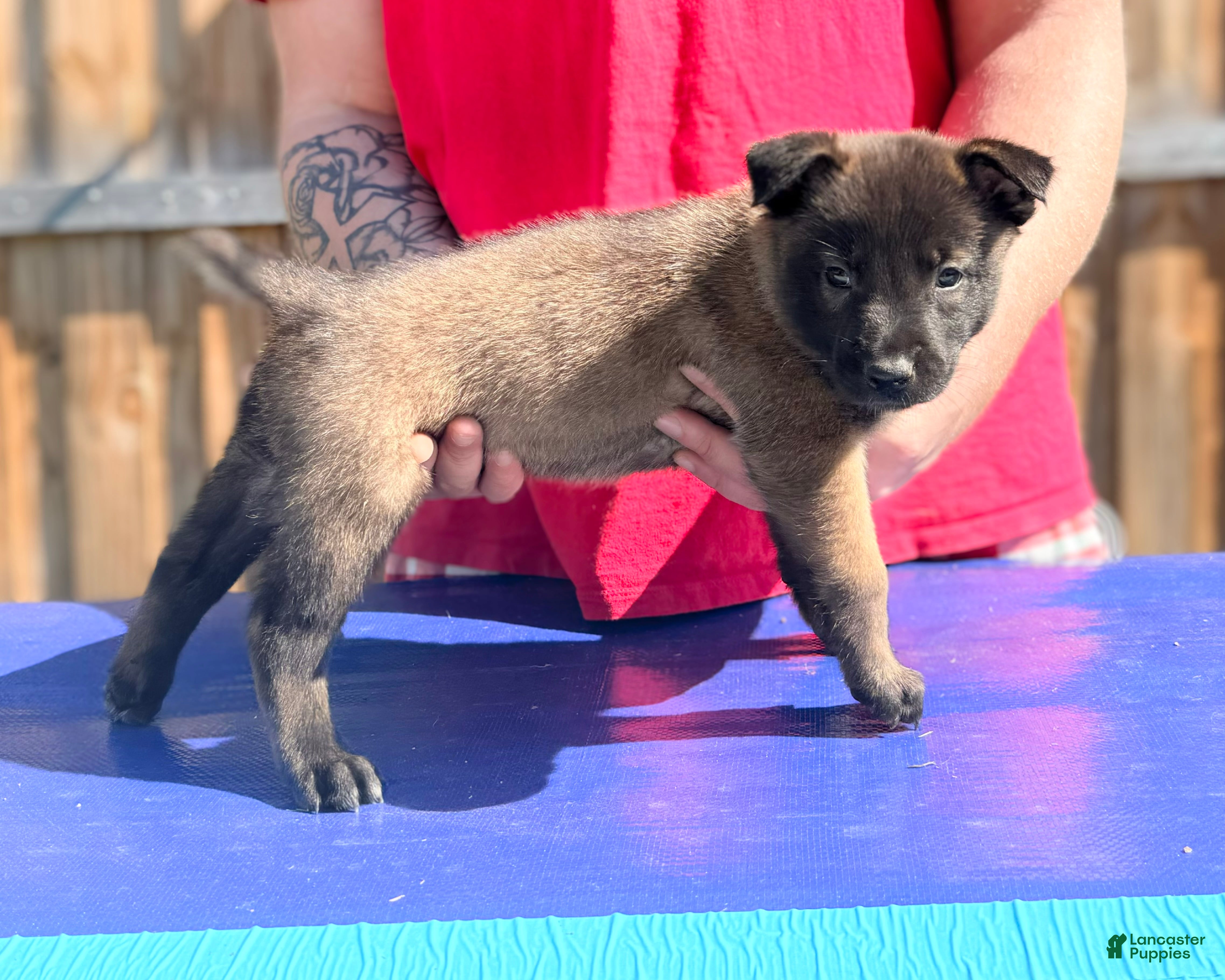 Belgian Malinois dogs Belgian Malinois - Red Collar - Ad 21