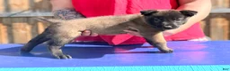 Belgian Malinois dogs for sale: AKC Belgian Malinois - Red Collar - Ad 1