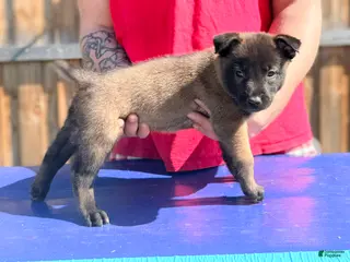 Belgian Malinois dogs AKC Belgian Malinois - Red Collar - Ad 4