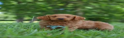 Mini Goldendoodle dogs for sale: Boaz - Ad 6