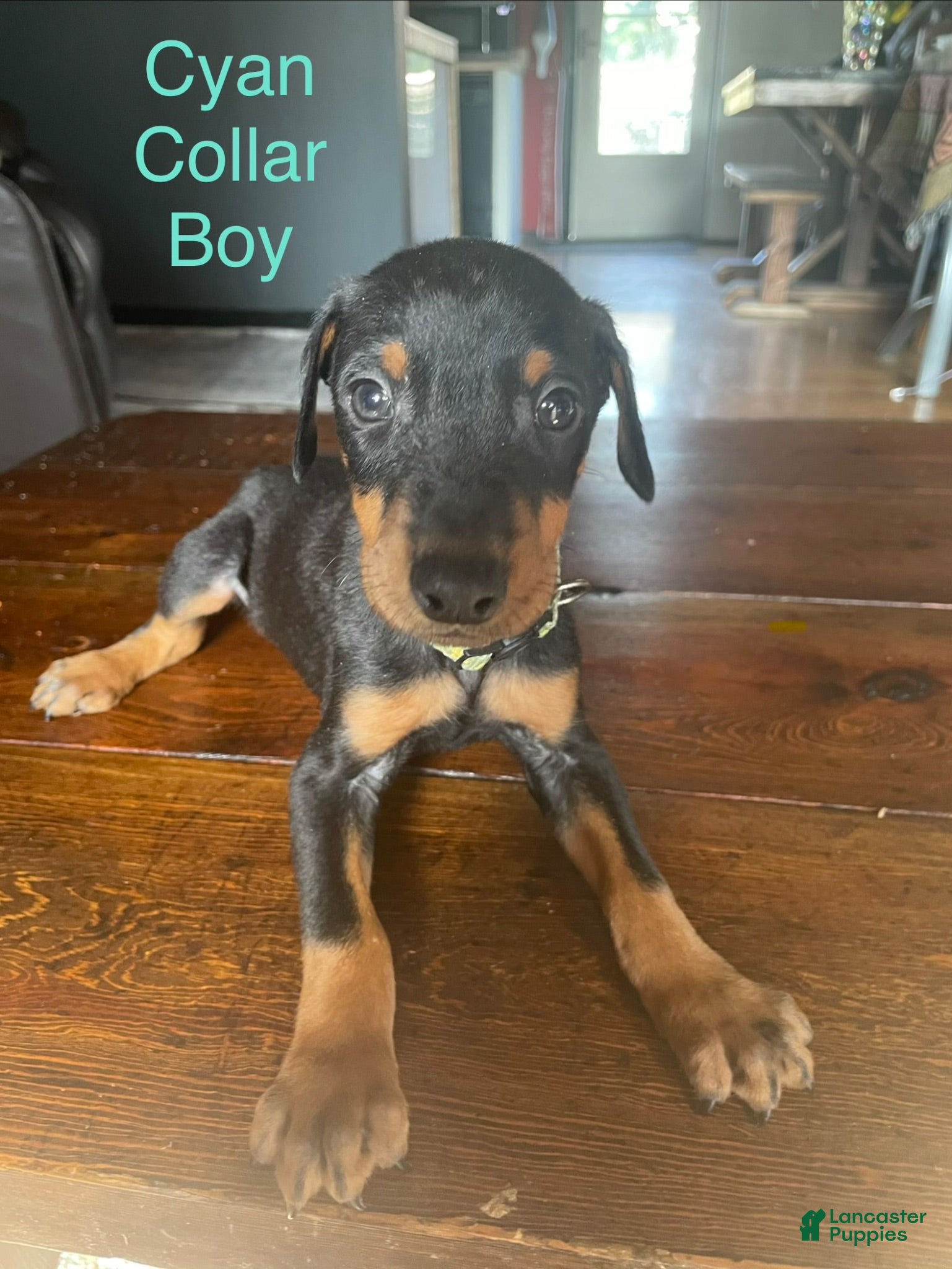 Doberman Pinscher dogs for sale: Doberman Pinscher 3 - Ad 1