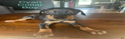 Doberman Pinscher dogs for sale: Doberman Pinscher 3 - Ad 1