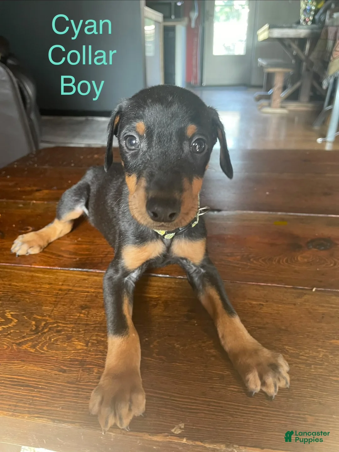 Doberman Pinscher dogs for sale: Doberman Pinscher 3 - Ad 1