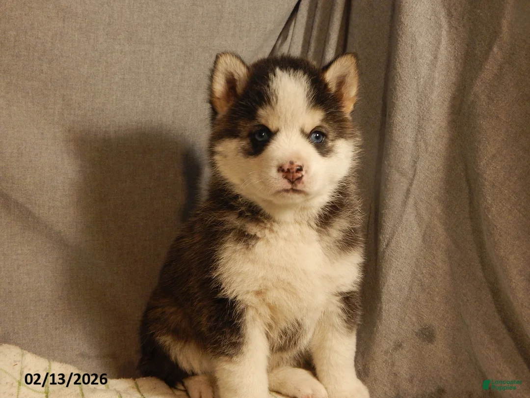 Pomsky dogs for sale: Sara  - Ad 1