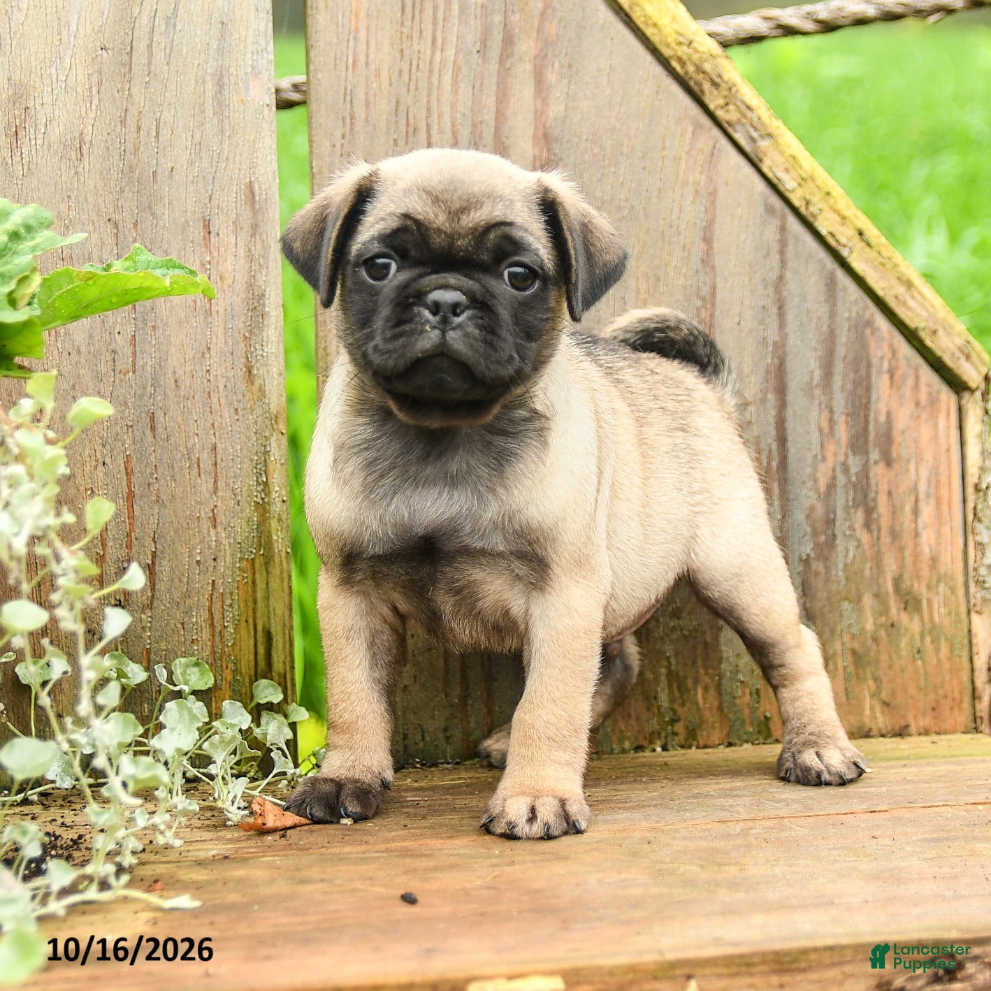 Pug dogs for sale: Barney - Ad 1
