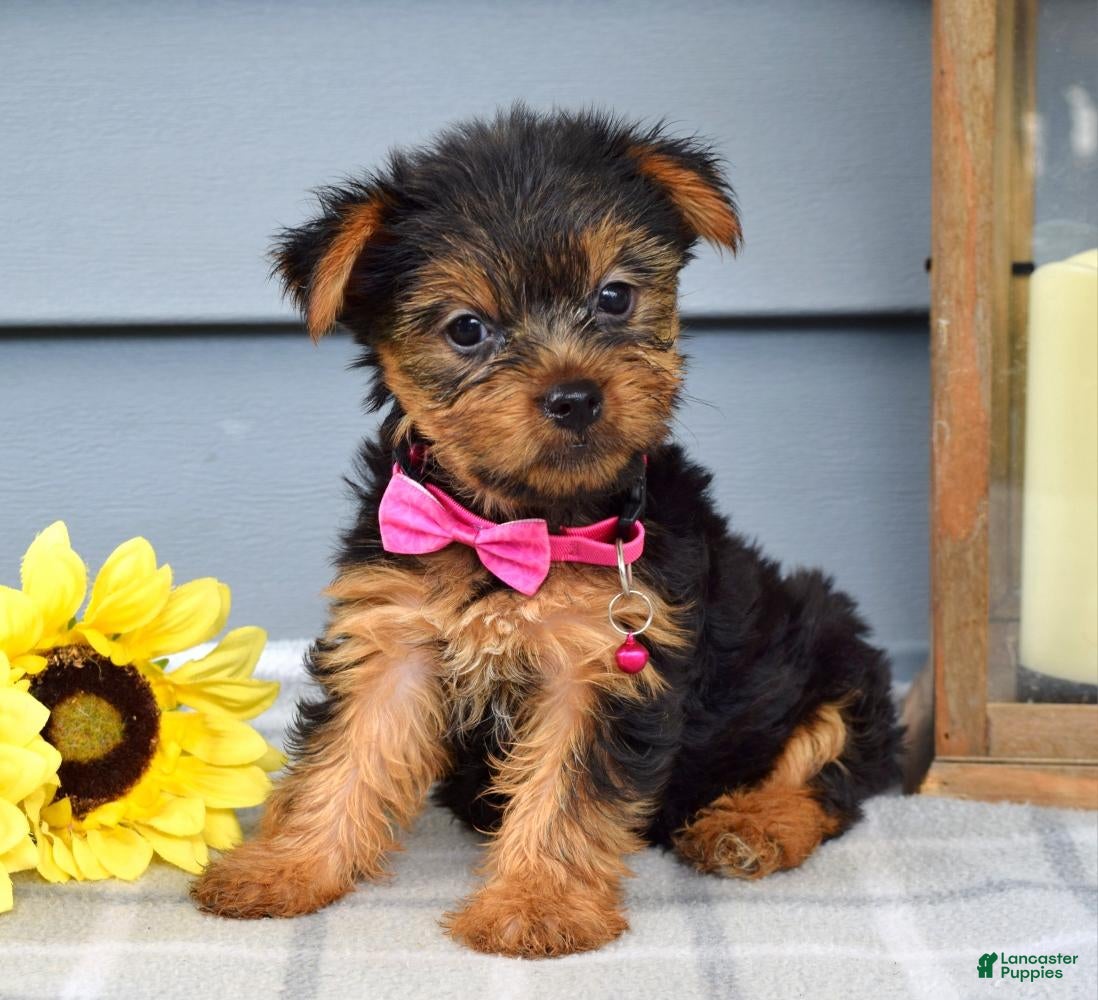 Yorkshire Terrier dogs Amelia - Ad 2