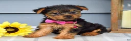 Yorkshire Terrier dogs for sale: Amelia - Ad 2