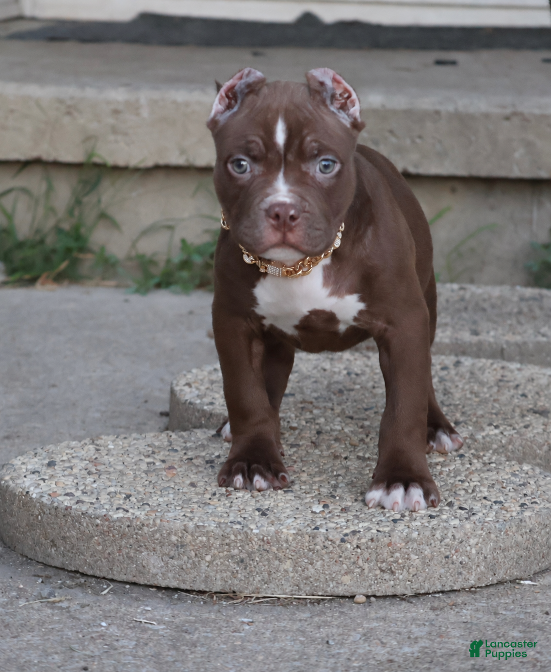 American Bully dogs Set - XL - ABKC - Ad 1