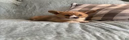 Welsh Corgi Pembroke dogs for sale: Welsh Corgi Pembroke 6 - Ad 4