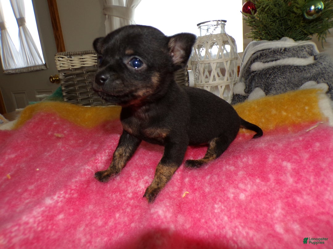 Chihuahua dogs for sale: Chihuahua Puppy 5 Riley - Ad 1