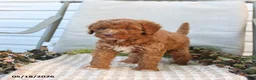 Mini Goldendoodle dogs for sale: Monica - Ad 2