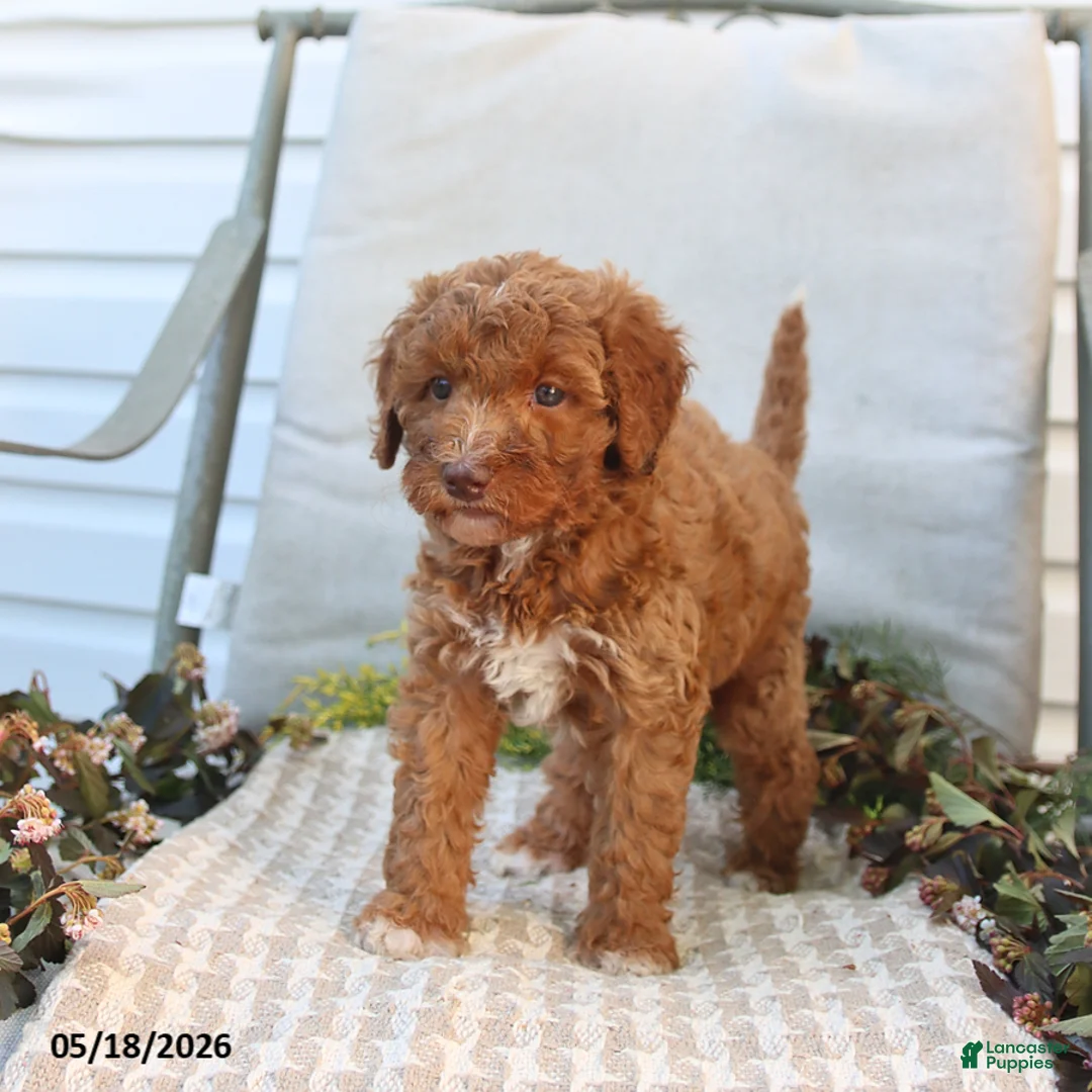 Mini Goldendoodle dogs for sale: Monica - Ad 2