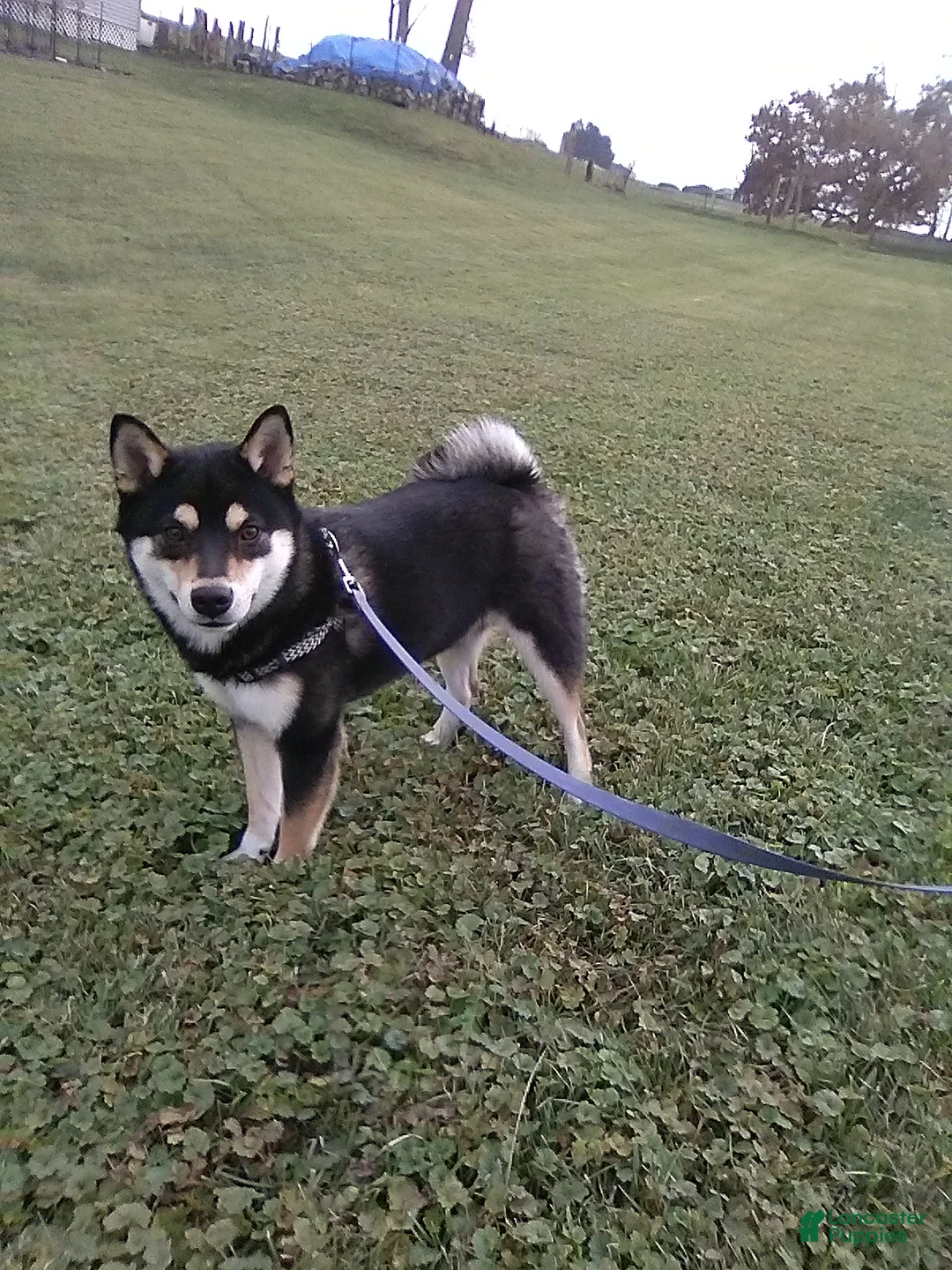Shiba Inu dogs for sale: Frisky - Ad 7