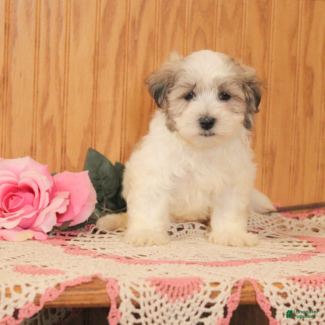 Malshi dogs for sale: Jasper - Ad 1