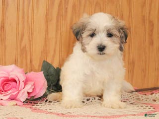 Malshi dogs Jasper - Ad 2