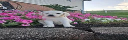 Labrador Retriever dogs for sale: Dustin - Ad 4