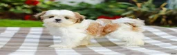 Shih Tzu dogs for sale: Anthony (Puppy Raised in Our Home and Working on Potty Training!) - Ad 1