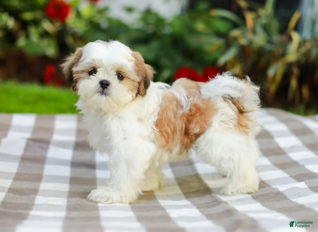 Shih Tzu dogs for sale: Anthony (Puppy Raised in Our Home and Working on Potty Training!) - Ad 1