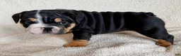 English Bulldog dogs for sale: Nala  - Ad 4