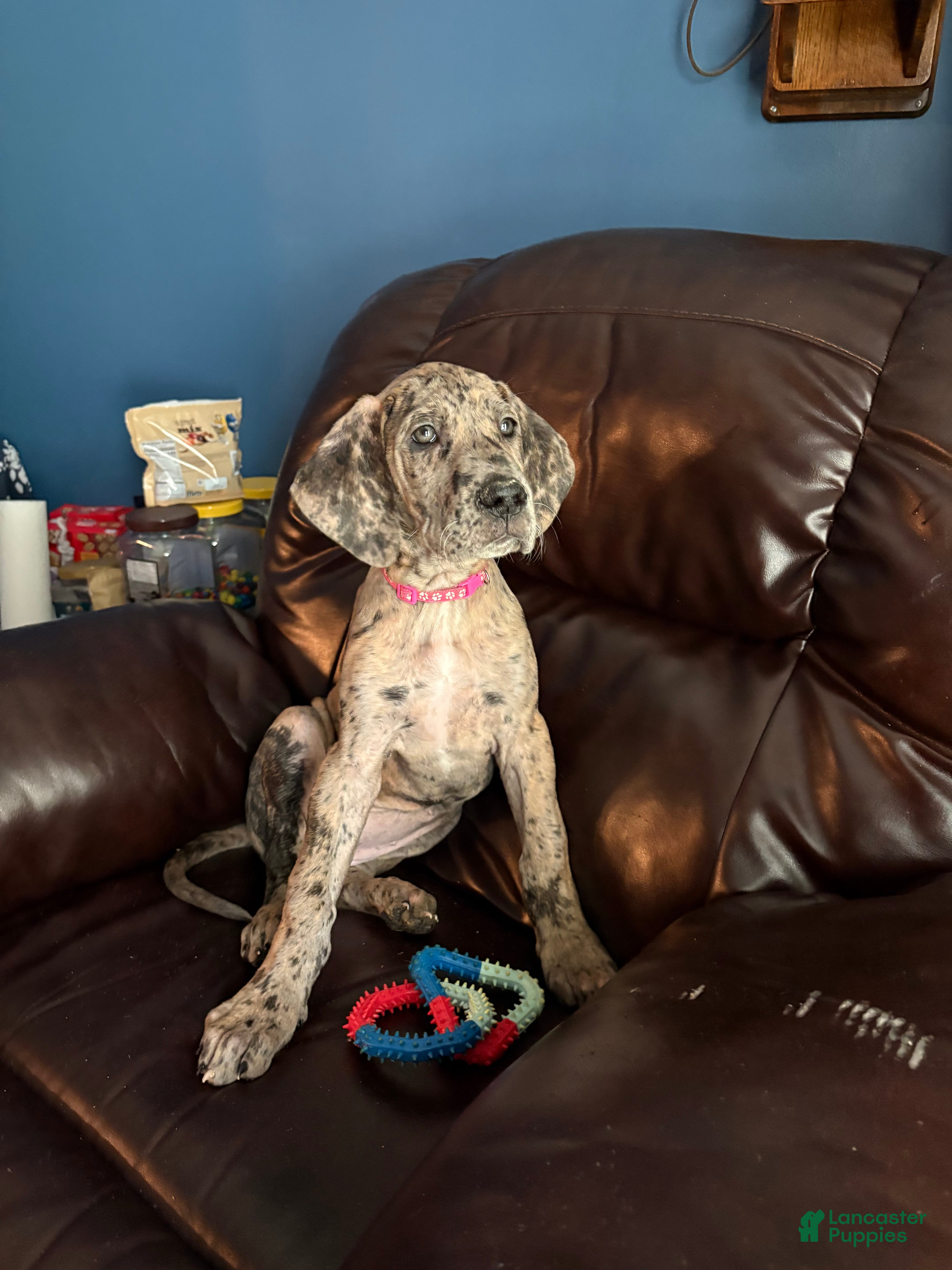 Great Dane dogs Freya  - Ad 1