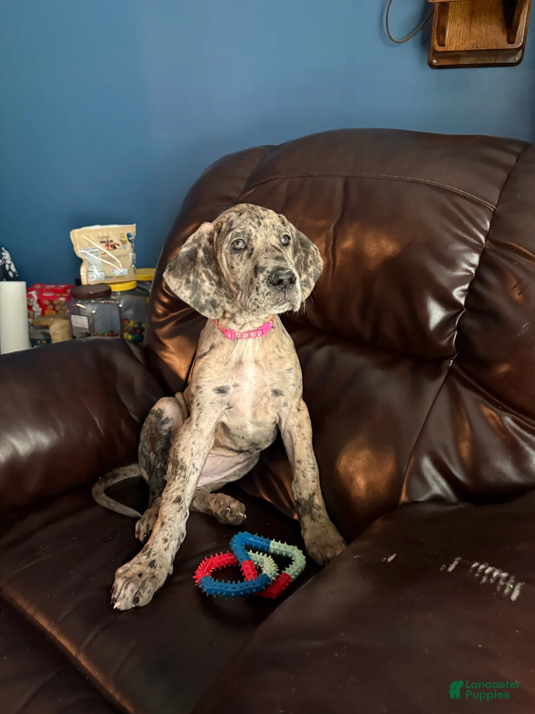 Great Dane dogs for sale: Freya  - Ad 1