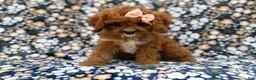Cavapoo dogs for sale: Biscuitly - Ad 4