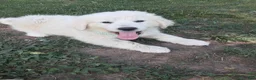 Great Pyrenees dogs for sale: Ella  - Ad 8