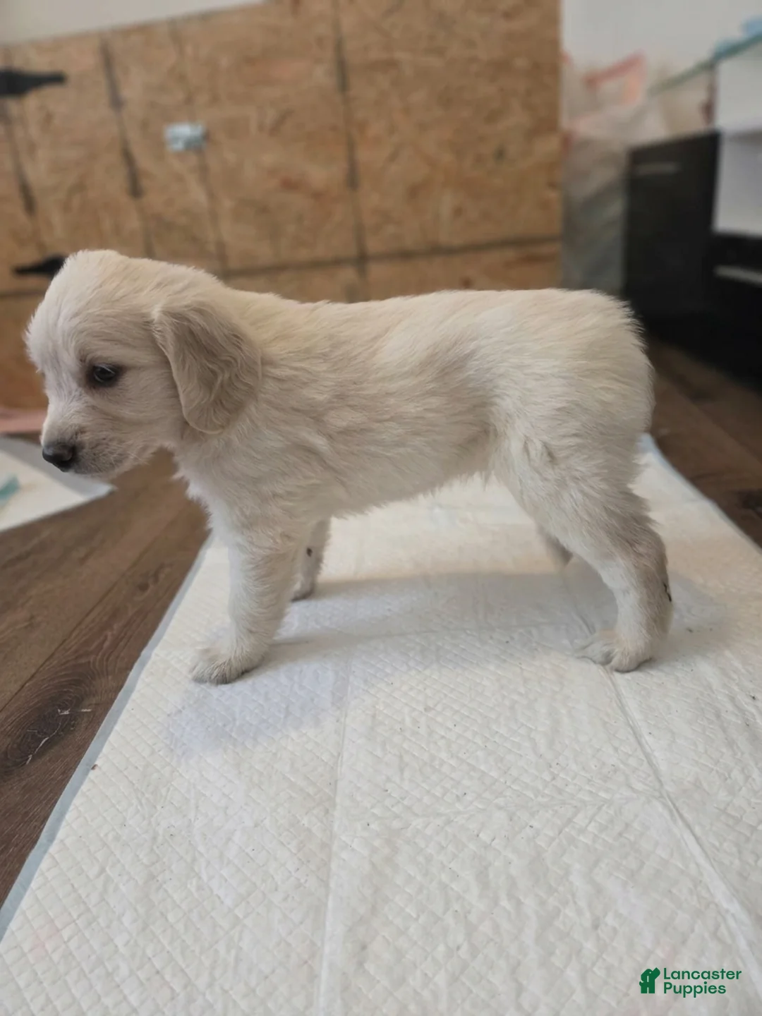 Golden Retriever dogs for sale: Golden Retriever 1 - Ad 2