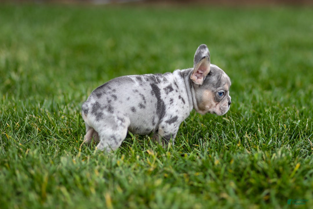 French Bulldog dogs for sale: Fern - Ad 22