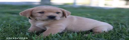 Labrador Retriever dogs for sale: Goldie - Ad 4